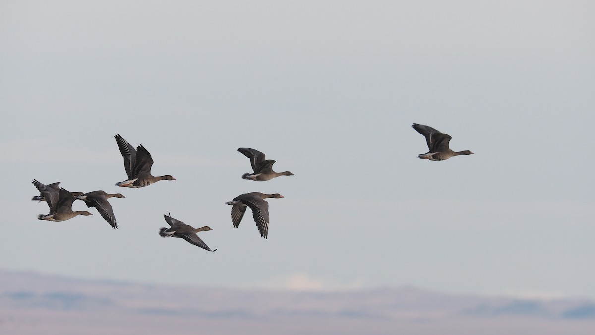 Greater White-fronted Goose - Silas Olofson
