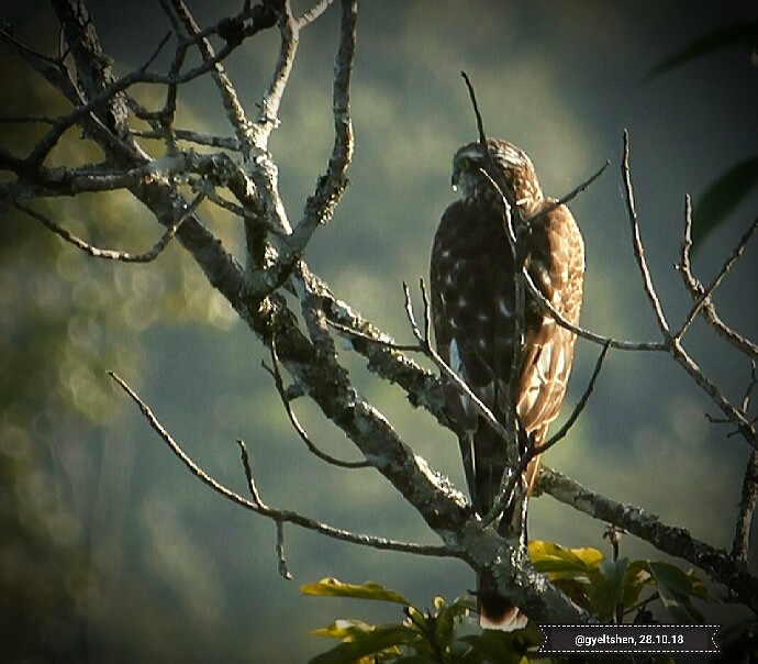 Eurasian Sparrowhawk - Gyeltshen Gyeltshen