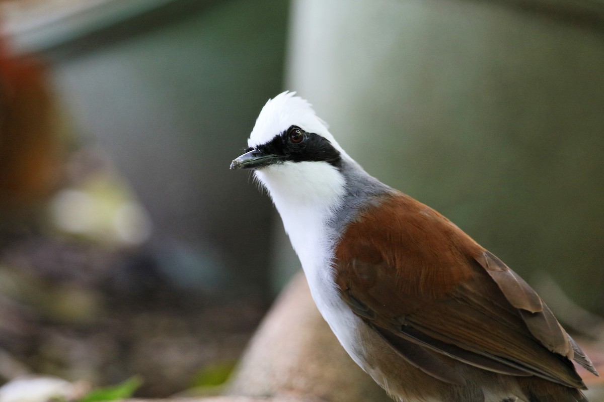 White-crested Laughingthrush - Yann Thoueille