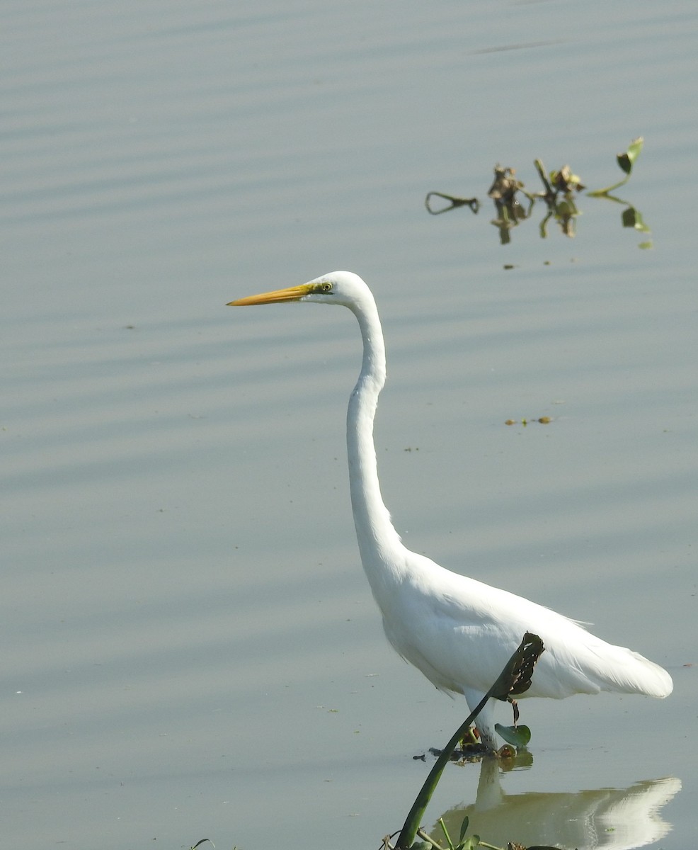 Great Egret - Tejas Praveen