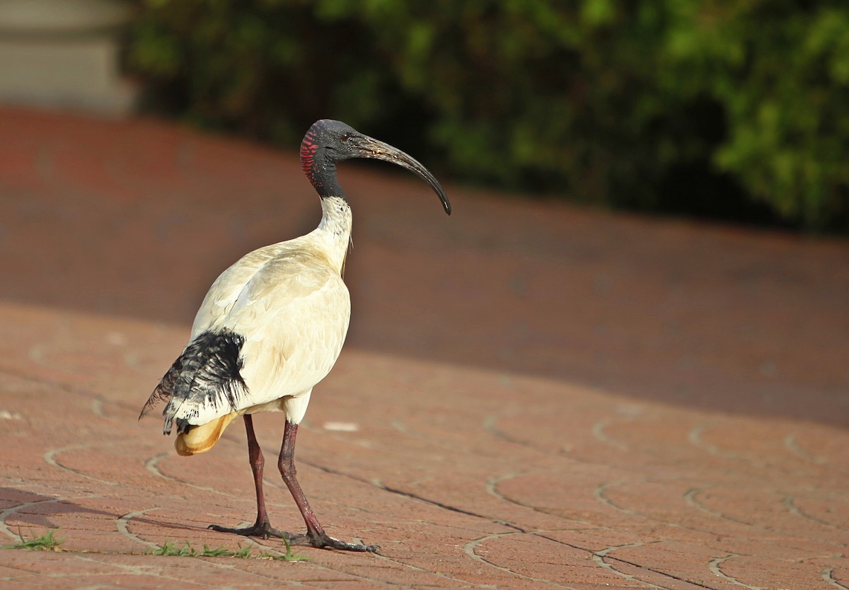 ibis australský - ML120891831