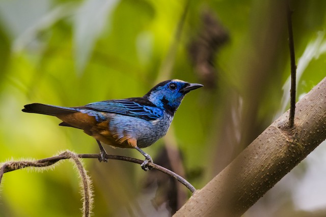 Opal-rumped Tanager - eBird