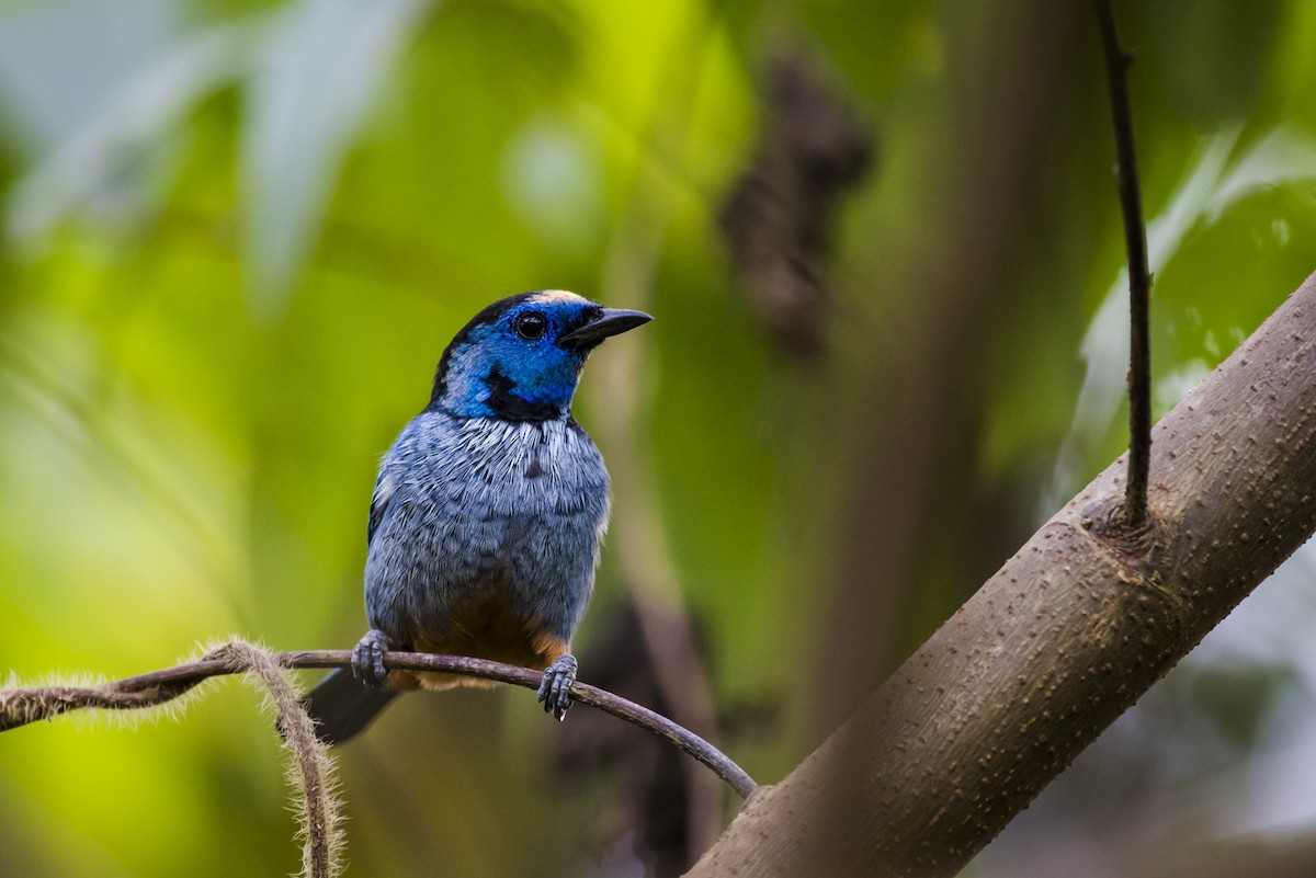 Opal-rumped Tanager - ML120896361