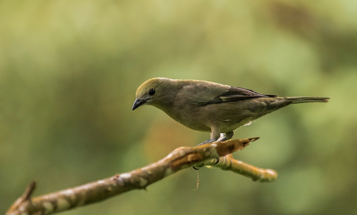 Palm Tanager - ML120897601