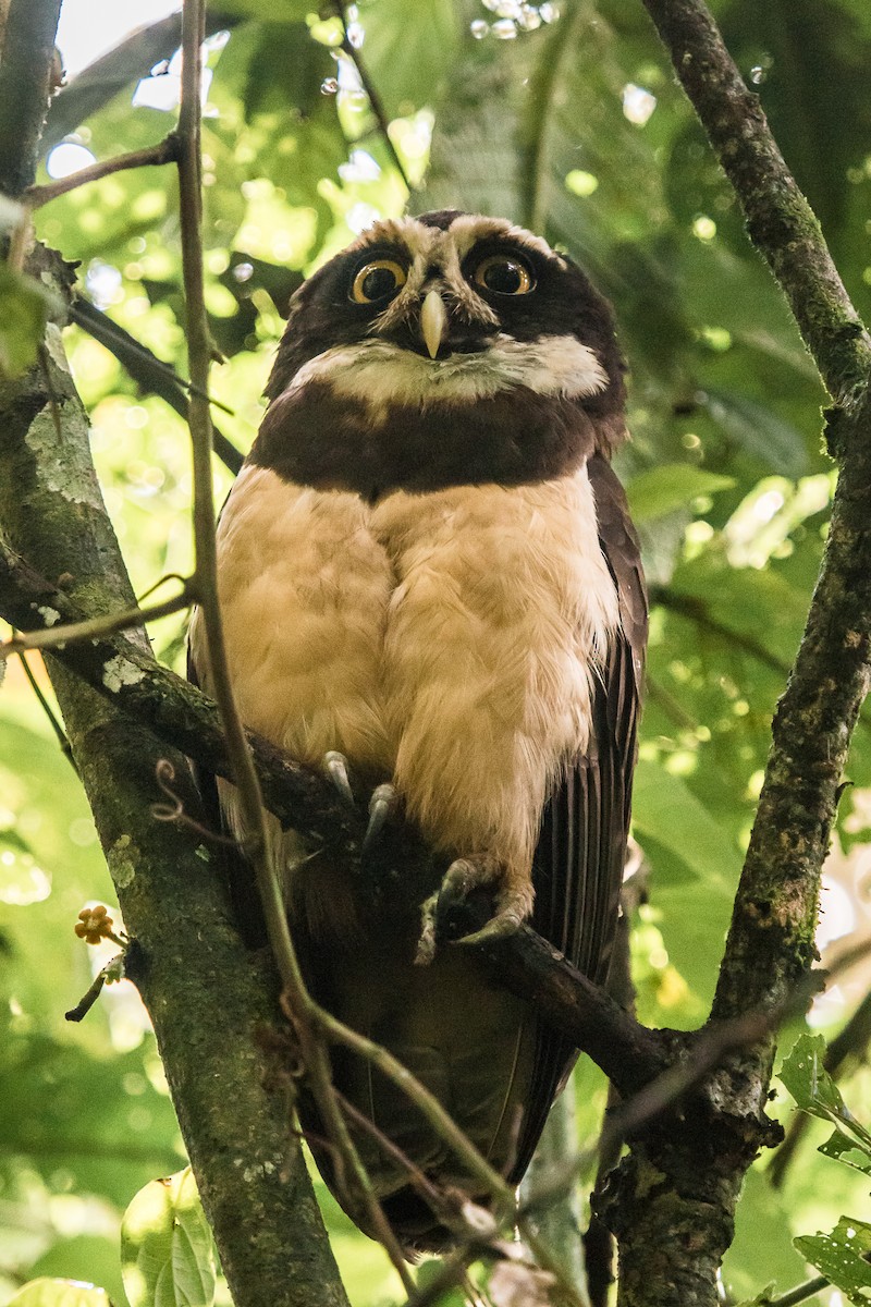 Spectacled Owl - ML120897721