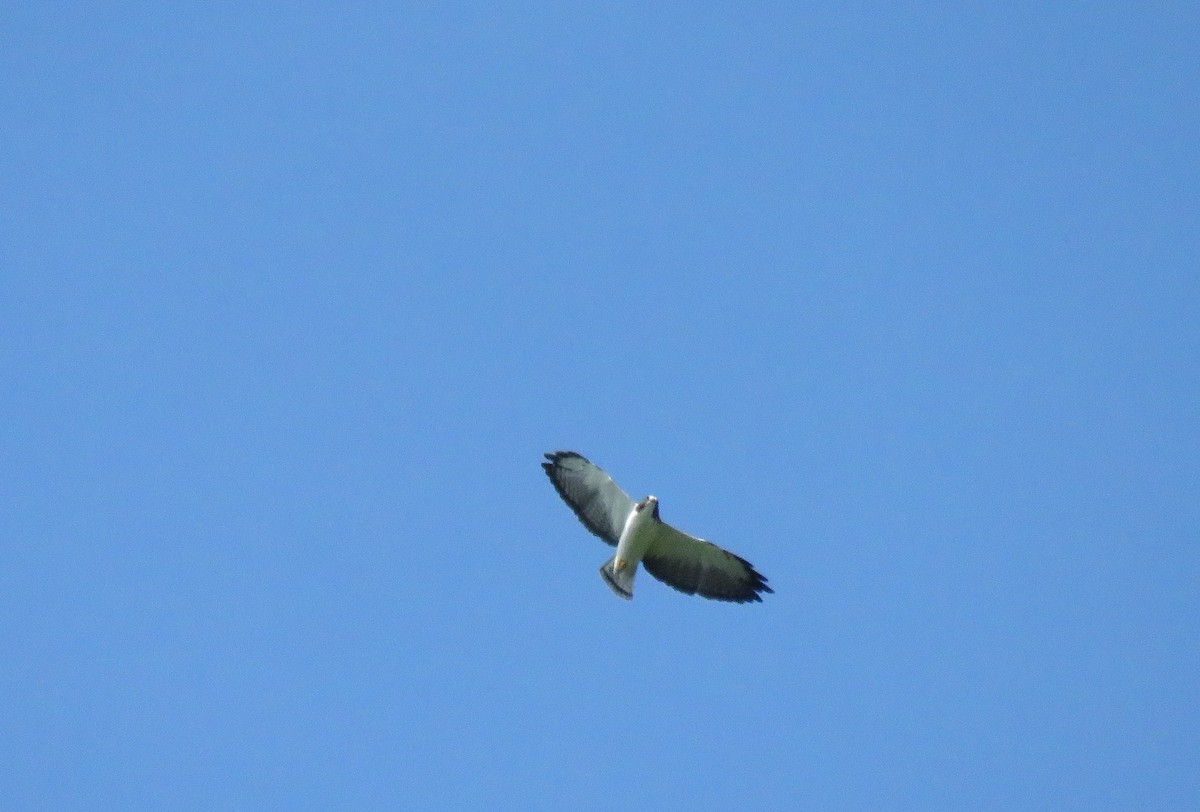 Short-tailed Hawk - Jessie Stuebner