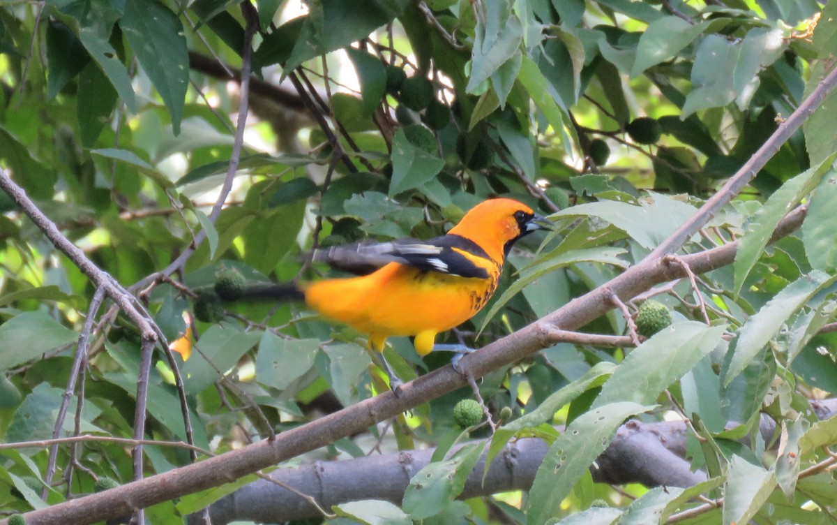 Spot-breasted Oriole - ML120898231