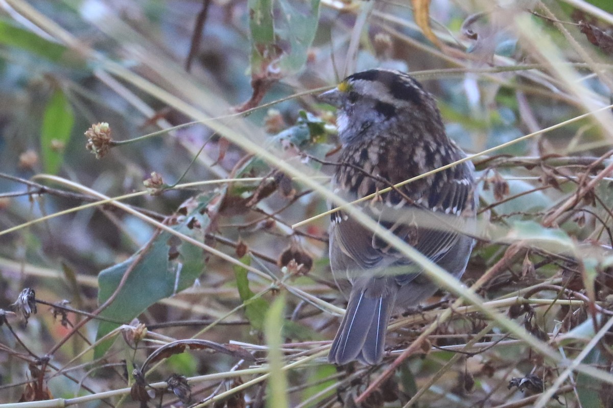 White-throated Sparrow - Jennifer Allison