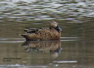 Blue-winged Teal, ML120902701