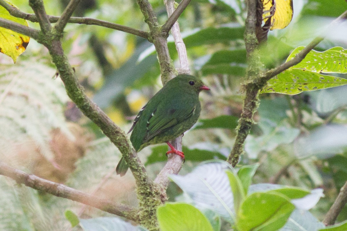 Green-and-black Fruiteater - ML120903421