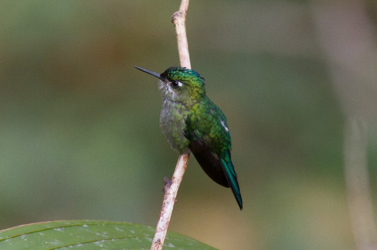 Long-tailed Sylph - ML120903511