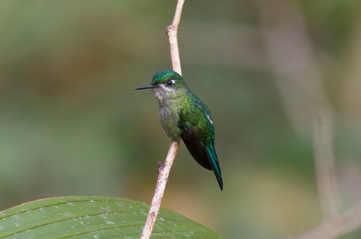 Long-tailed Sylph - ML120903541
