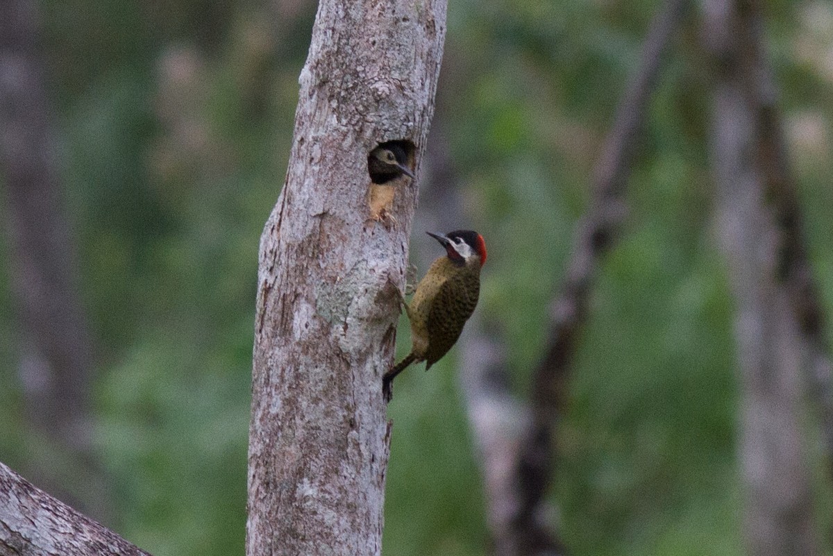 Spot-breasted Woodpecker - Justyn Stahl