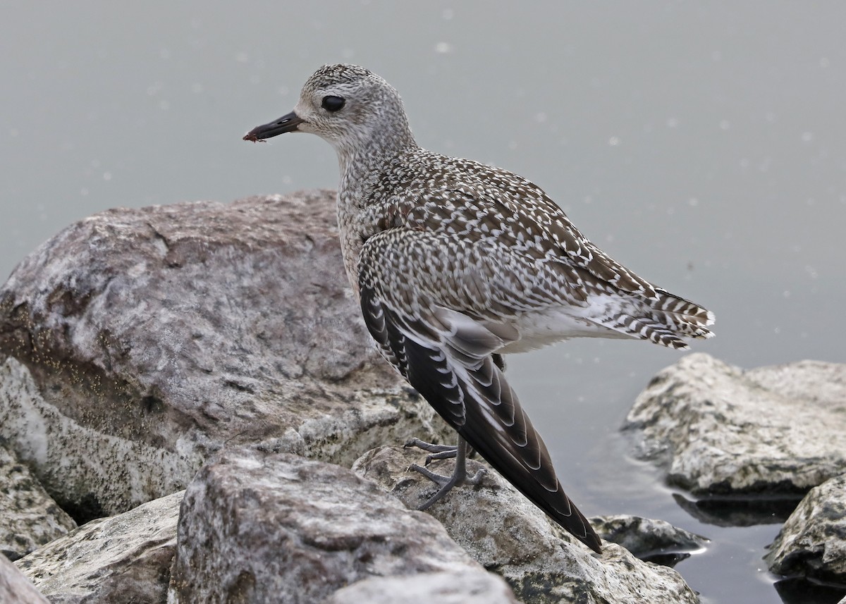 Black-bellied Plover - Sparrow Claw