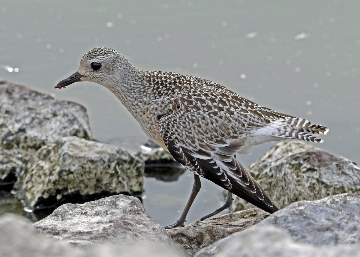Black-bellied Plover - Sparrow Claw