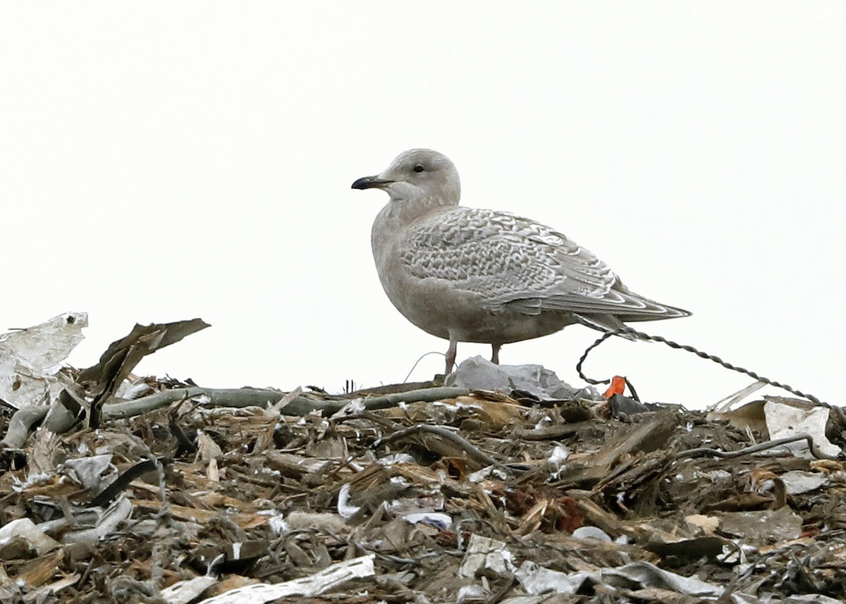 Iceland Gull (Thayer's) - Sparrow Claw