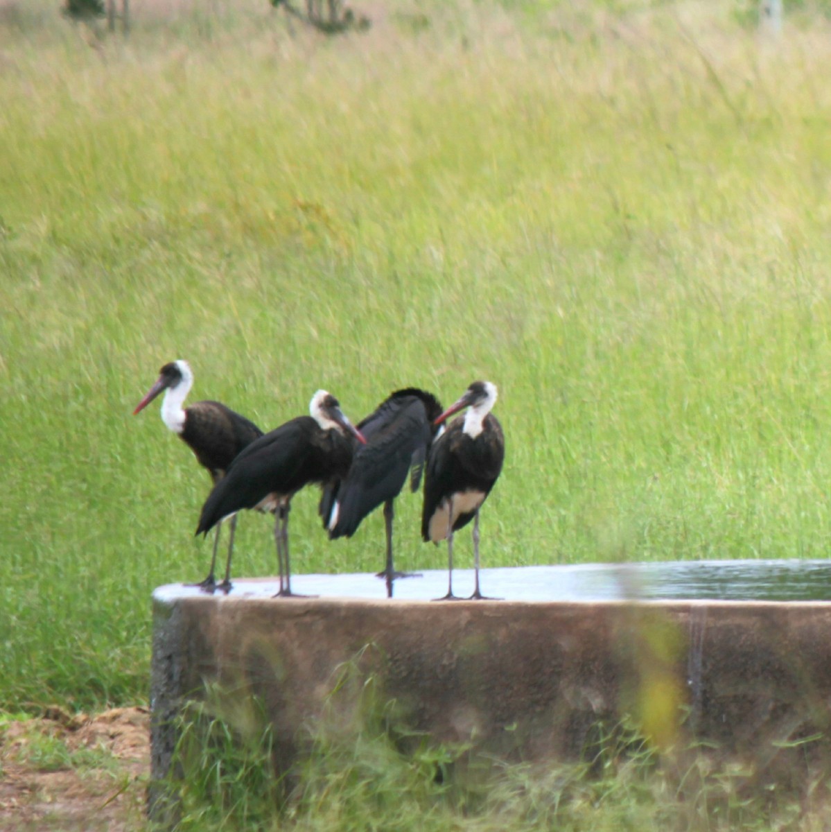 African Woolly-necked Stork - ML120915111