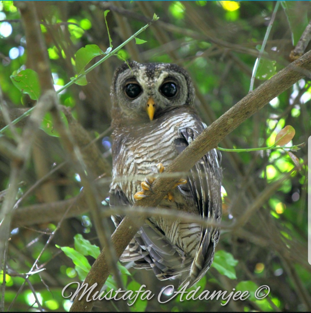 African Wood-Owl - ML120915301