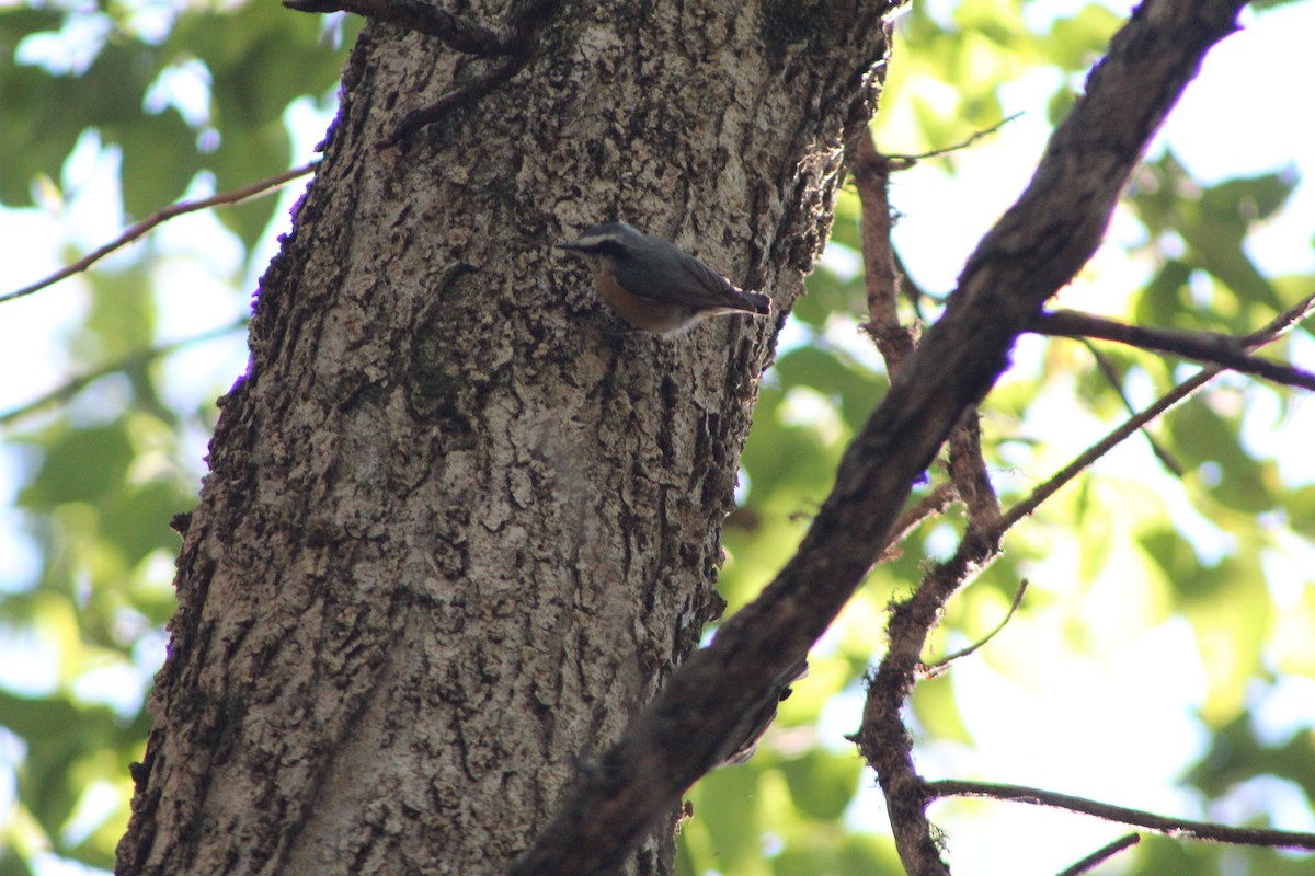 Red-breasted Nuthatch - Alexandria Horne