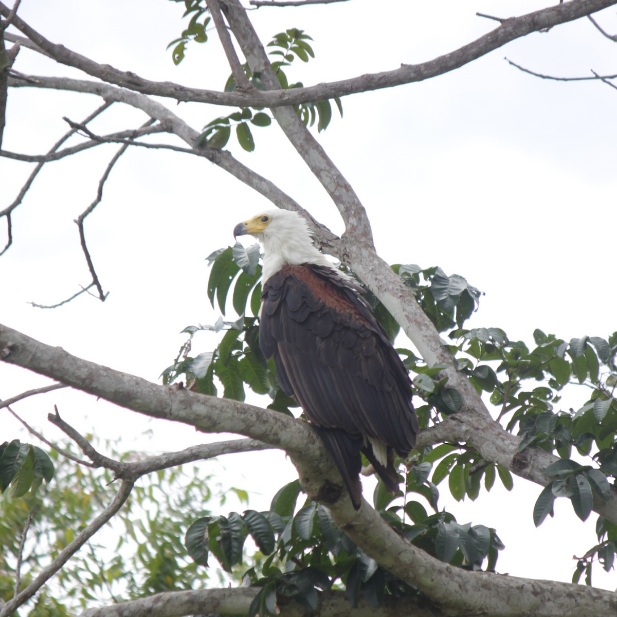 African Fish-Eagle - ML120917481