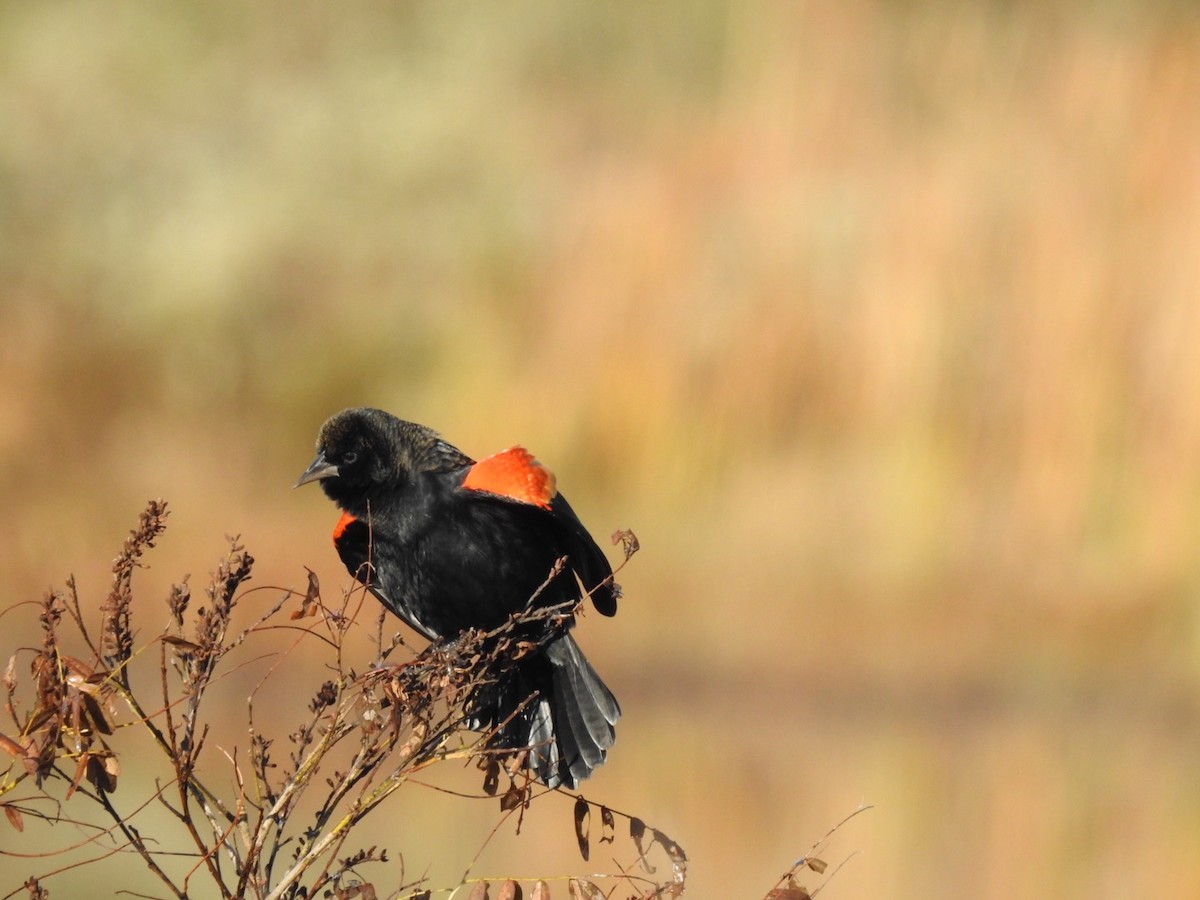 Red-winged Blackbird - Devon DeRaad