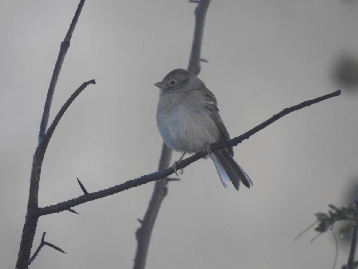 Field Sparrow - Devon DeRaad