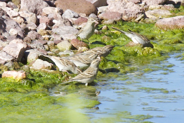 Chipping Sparrow - robert bowker