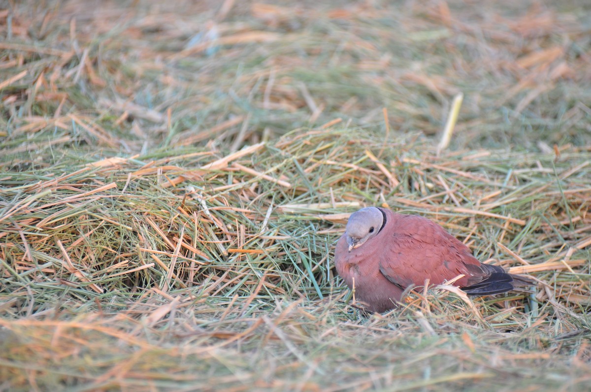 Red Collared-Dove - ML120921031