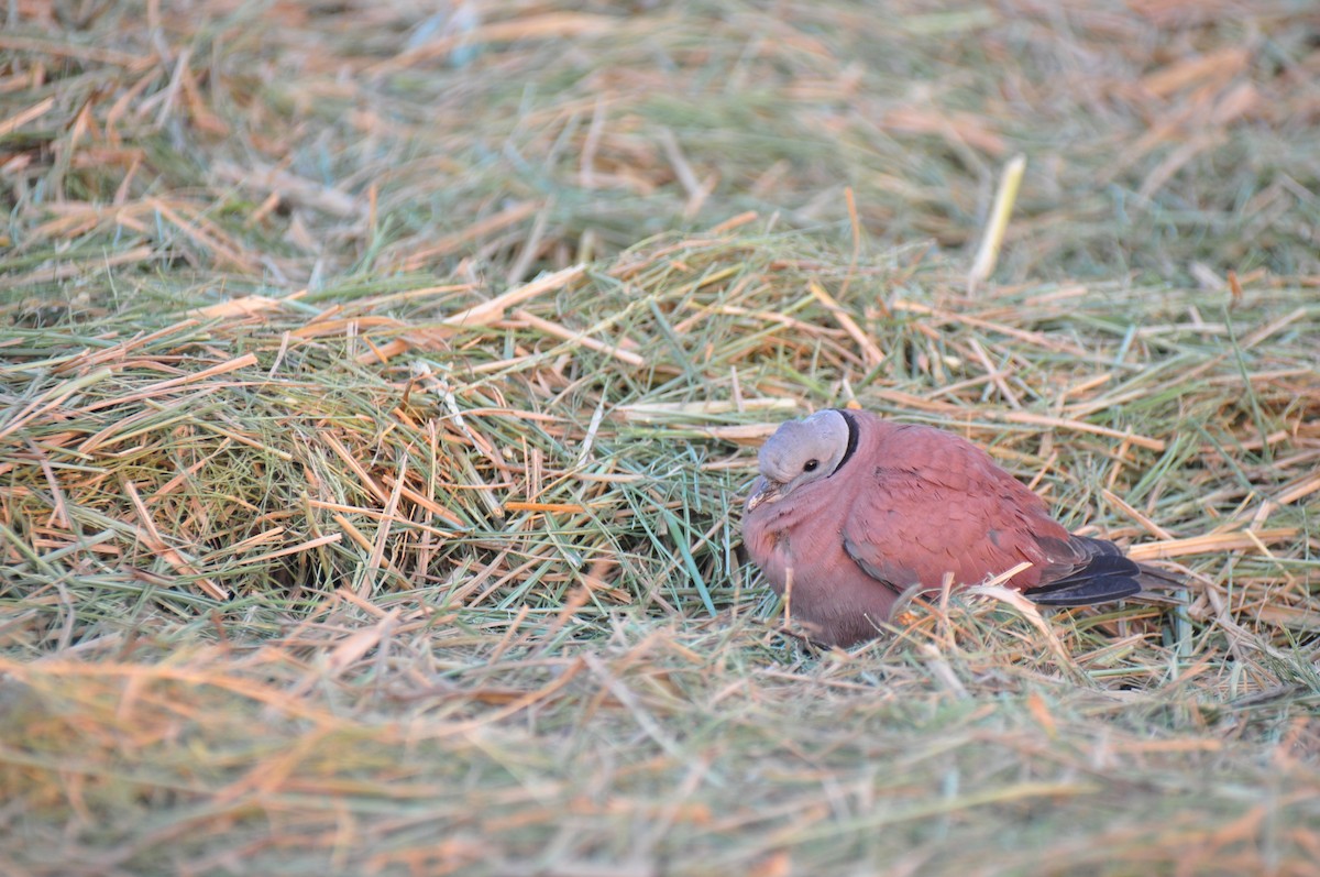 Red Collared-Dove - ML120921071