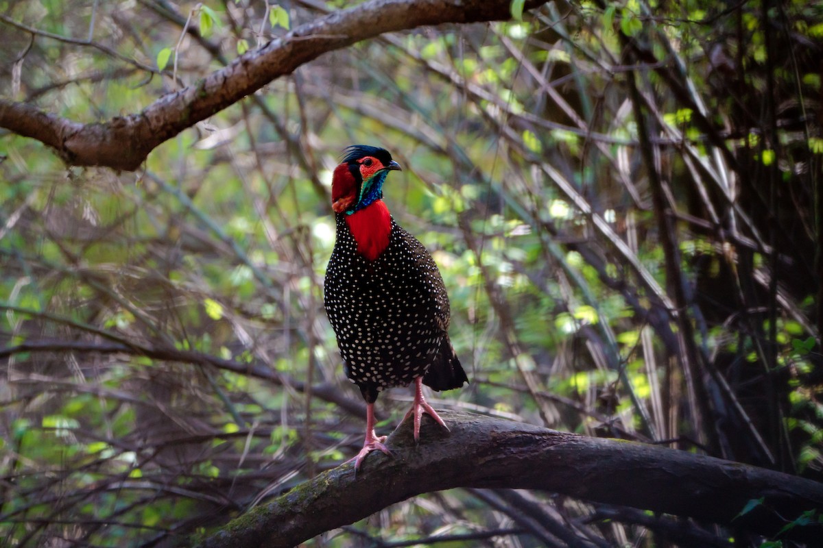 Western Tragopan - Vinay Kumar