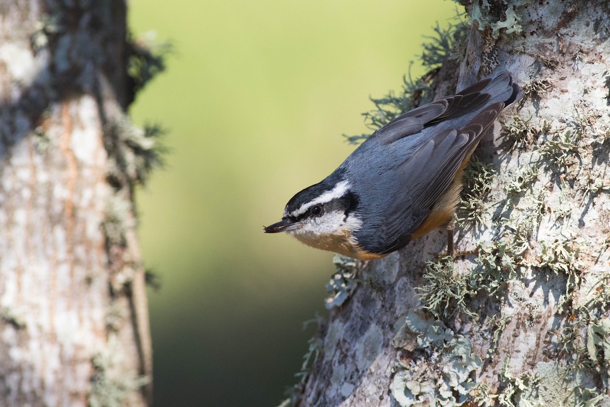 Red-breasted Nuthatch - Jack Rogers