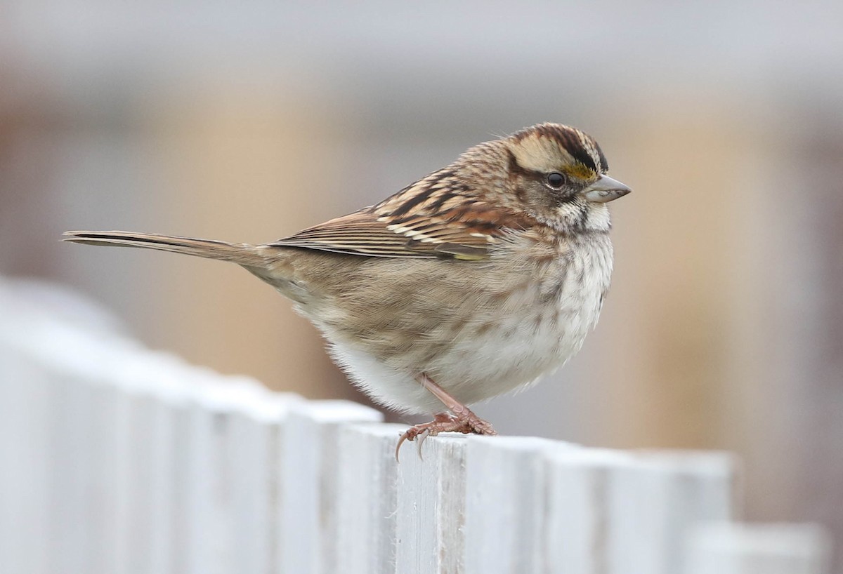 White-throated Sparrow - Mark Dennis