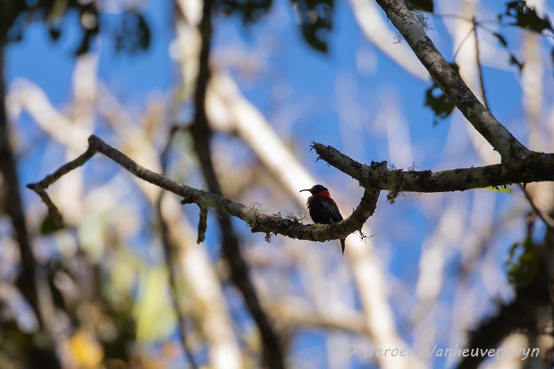 Red-collared Myzomela - ML120925191