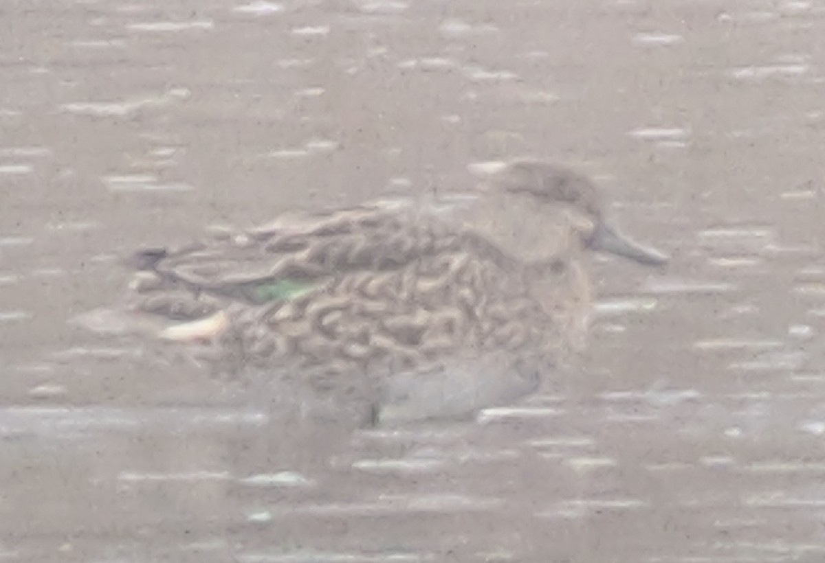 Green-winged Teal - ML120931441