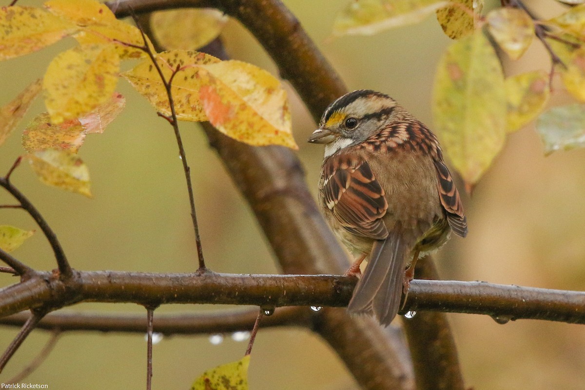 White-throated Sparrow - ML120932021