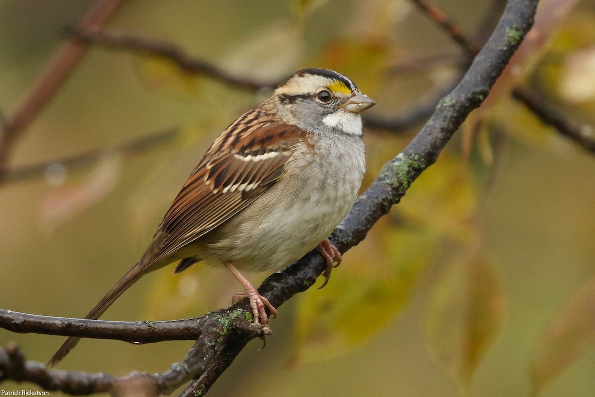White-throated Sparrow - ML120932051