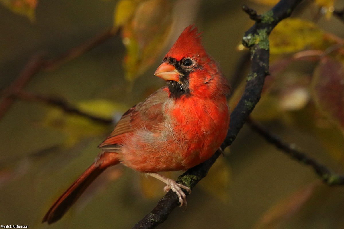 Northern Cardinal - Patrick Ricketson