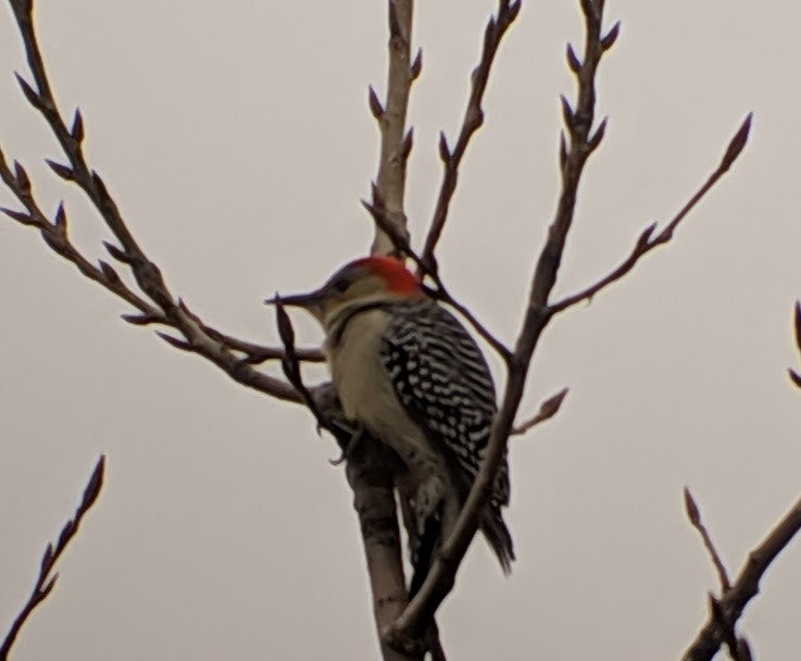 Red-bellied Woodpecker - ML120932291