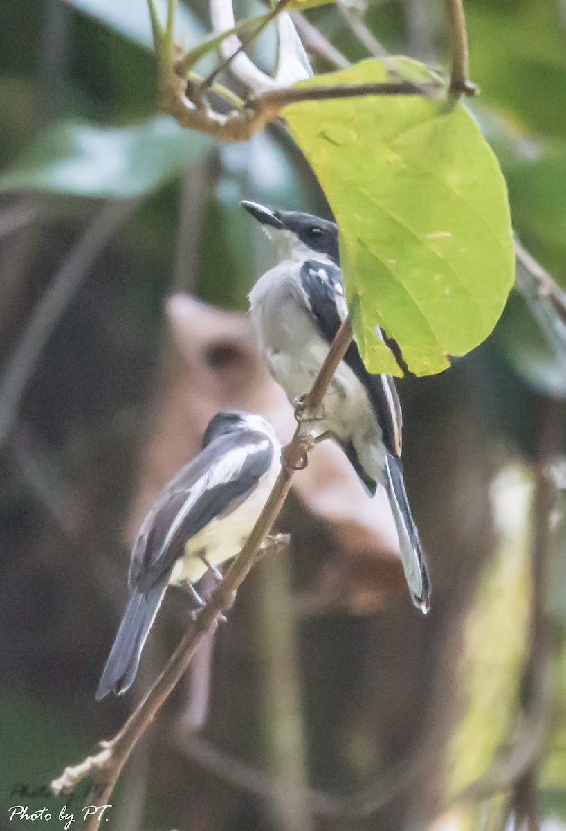 Bar-winged Flycatcher-shrike - Pongthat Tanusa