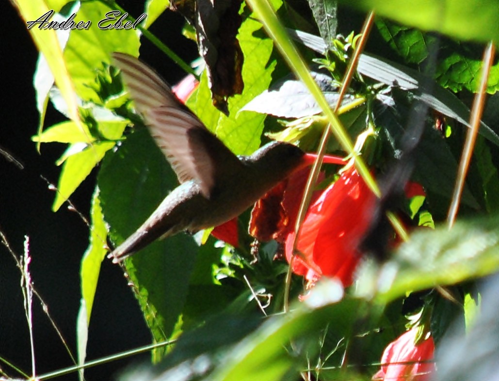 Gilded Hummingbird - andres ebel