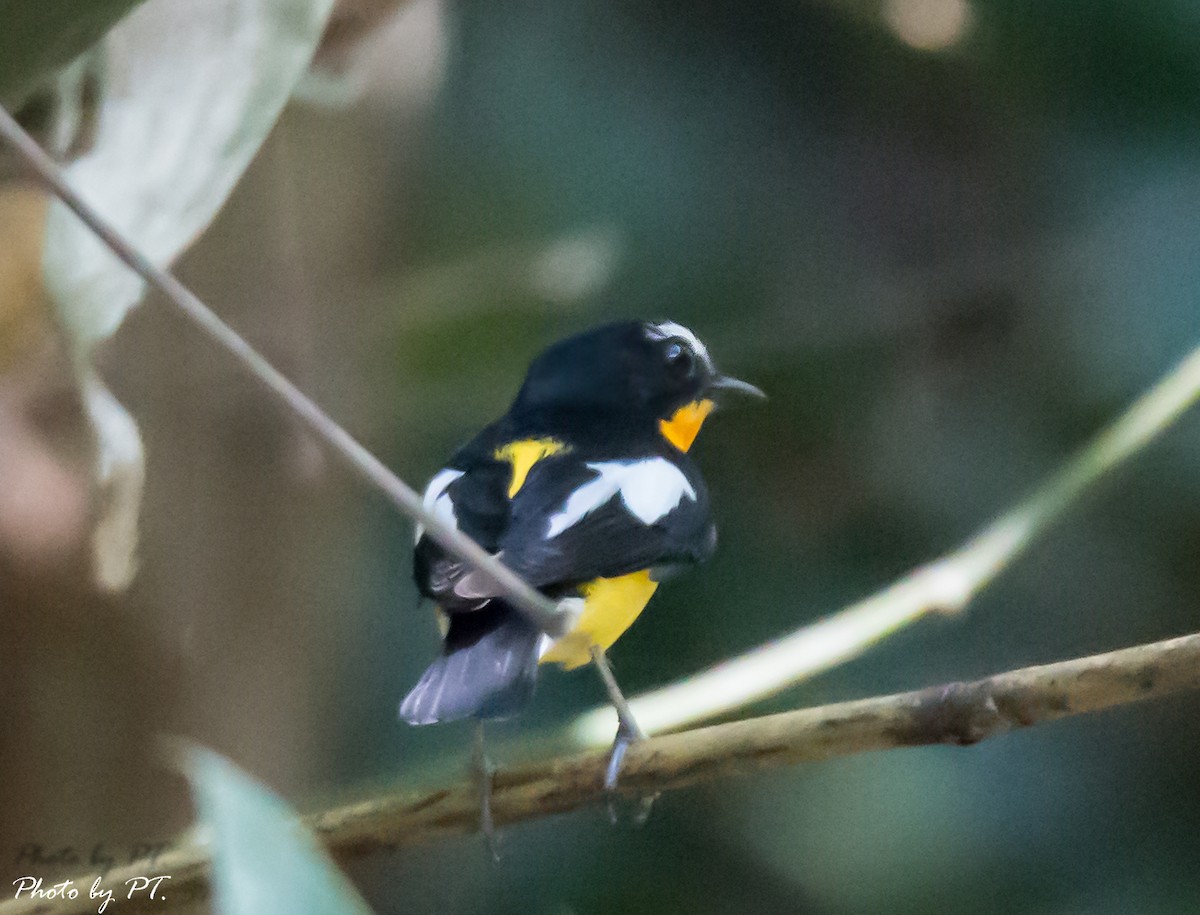 Yellow-rumped Flycatcher - Pongthat Tanusa