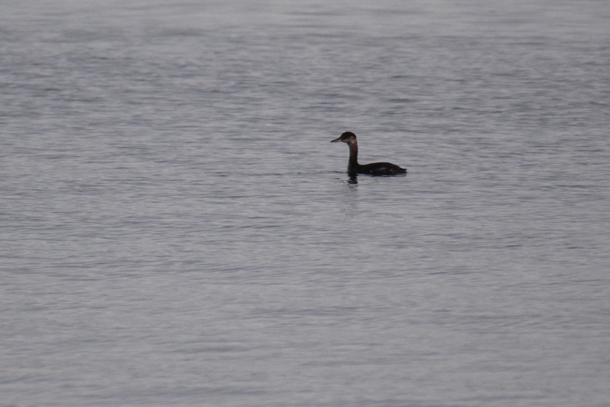 Red-necked Grebe - ML120935541
