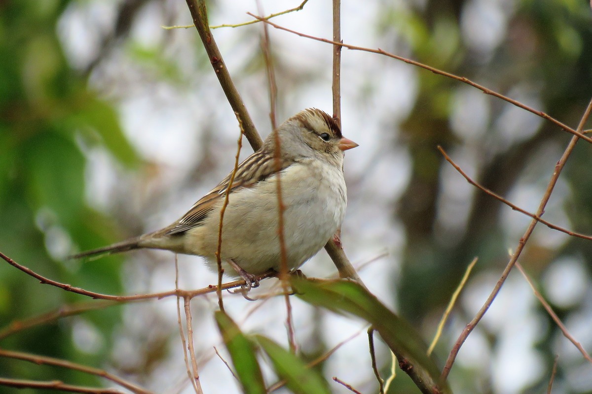 White-crowned Sparrow - A. Laquidara