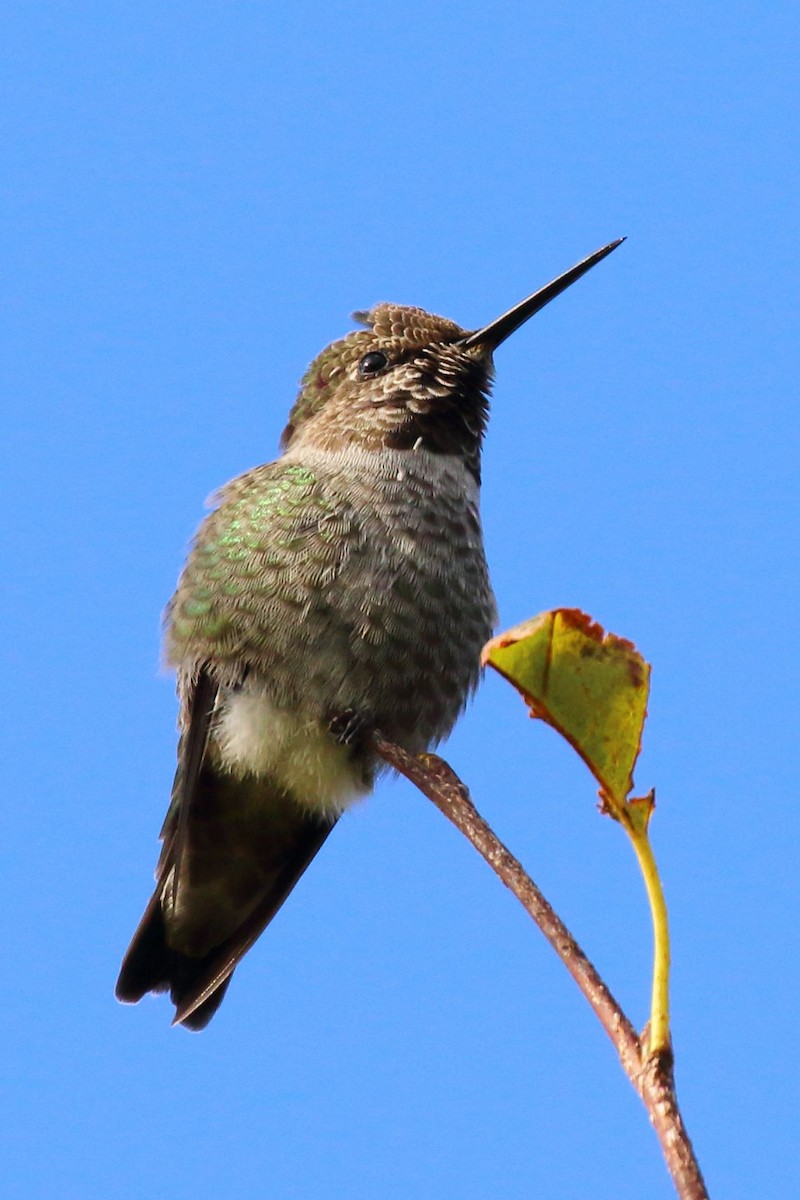 Anna's Hummingbird - Forrest Wallace