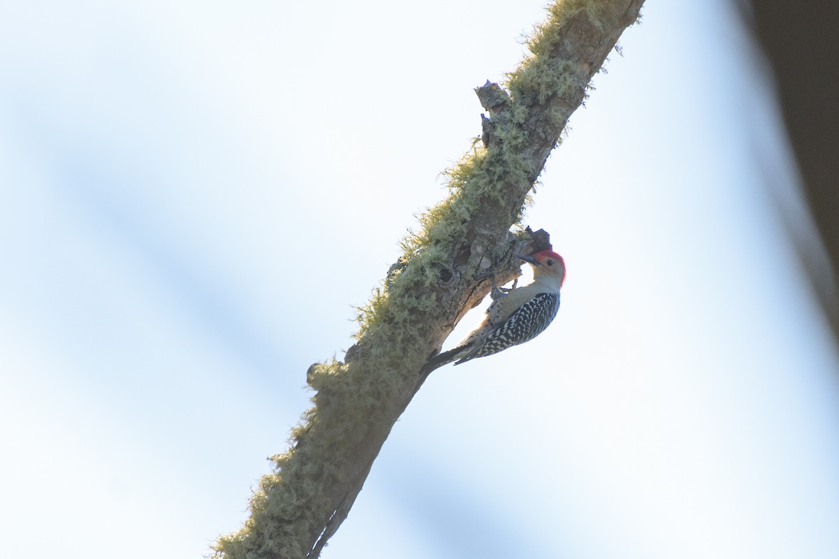 Red-bellied Woodpecker - ML120938151