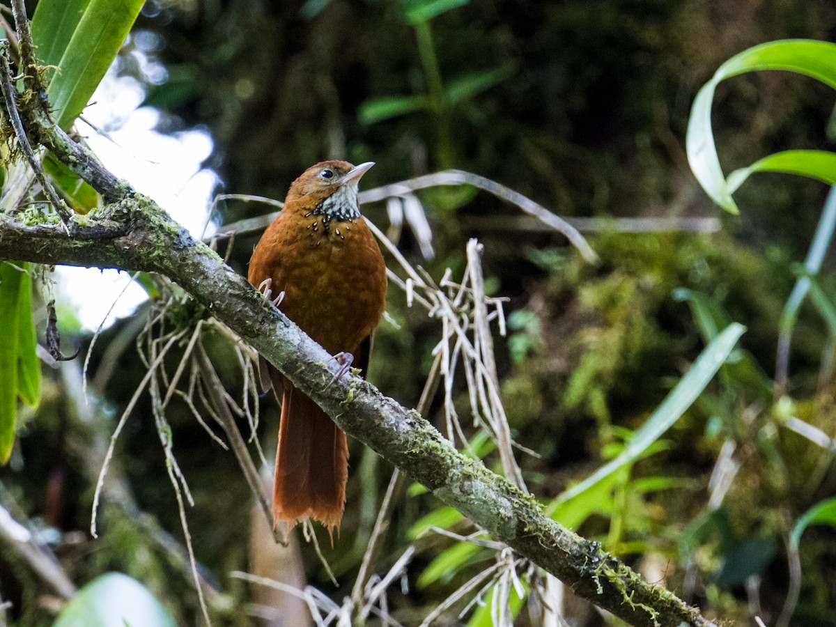 Fulvous-dotted Treerunner - Nick Athanas
