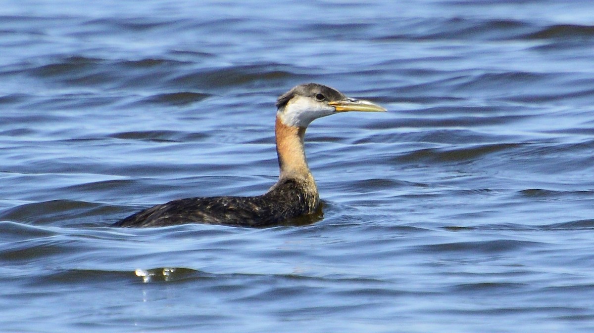 Red-necked Grebe - ML120943201