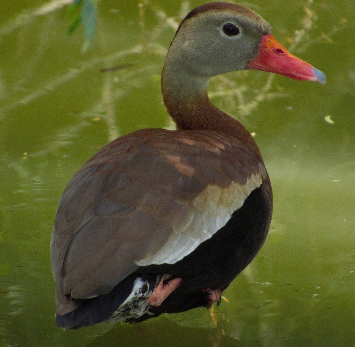 Black-bellied Whistling-Duck - Ed Corey
