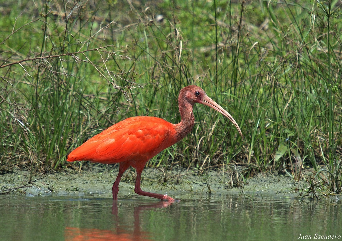 Scarlet Ibis - Juan Escudero