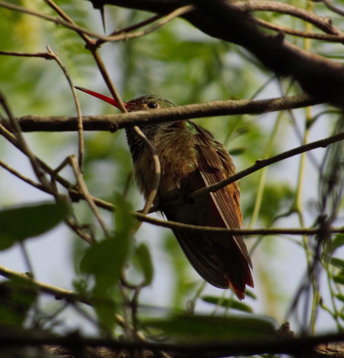 Buff-bellied Hummingbird - Ed Corey